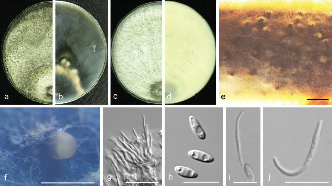 Fig. 14