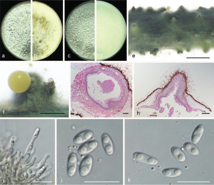 Fig. 13