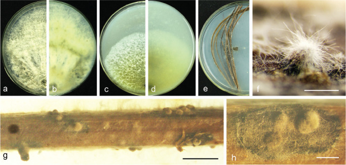 Fig. 16