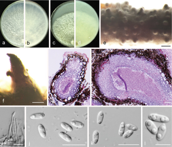 Fig. 21