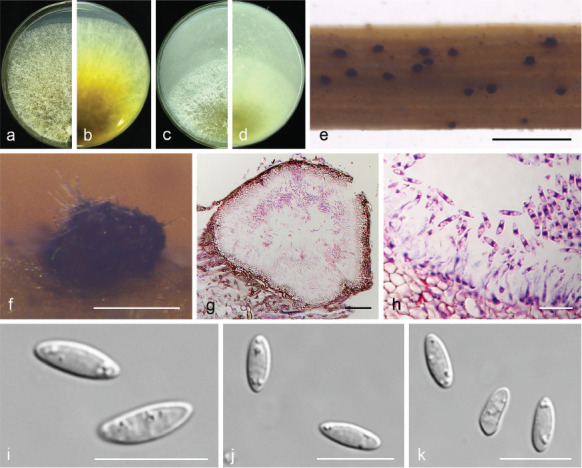 Fig. 11