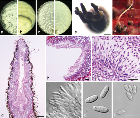 Fig. 22