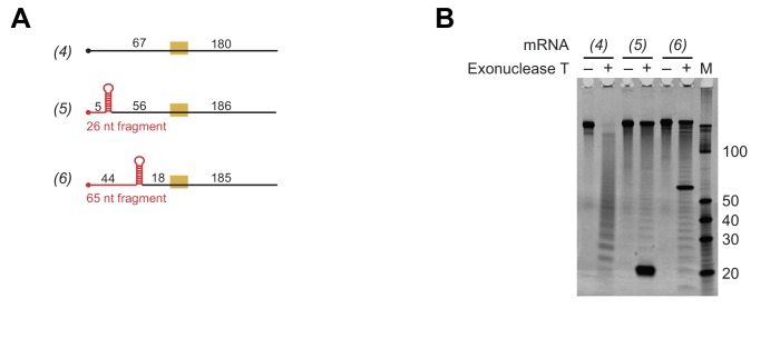 Figure 3—figure supplement 2.