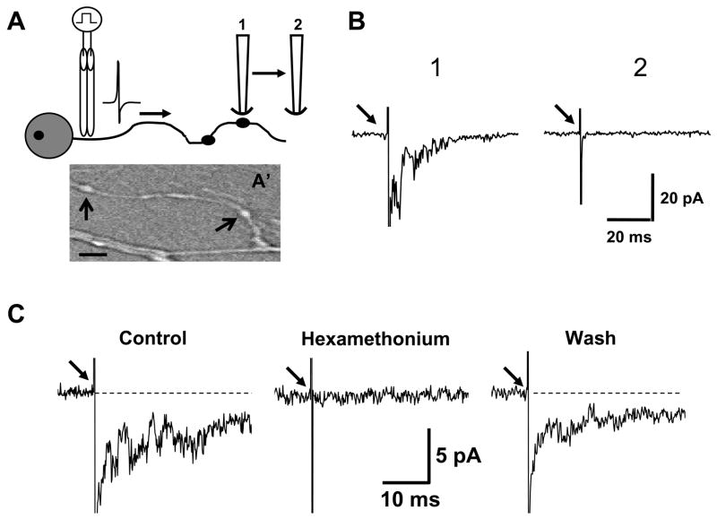 Fig. 6