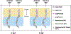 Figure 11.