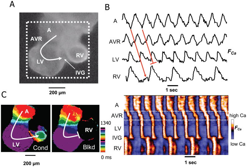 Figure 7