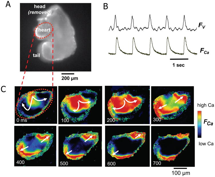 Figure 2