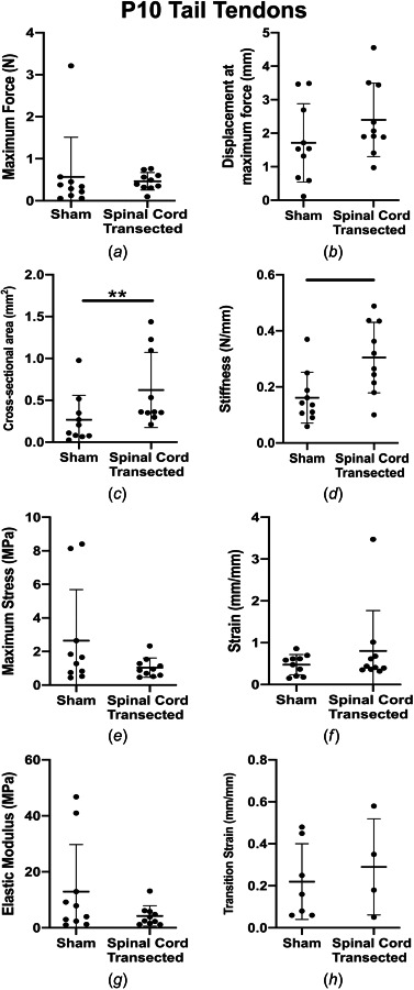 TT mechanical properties. (a) Maximum force, (b) displacement at maximum force, (c) cross-sectional area, (d) stiffness, (e) maximum stress, (f) strain at maximum stress, (g) elastic modulus, and (h) transition strain for sham and spinal cord transected conditions. TTs from spinal cord transected rats had significantly higher linear region stiffness and cross-sectional area trended higher, compared to sham controls. Solid lines denote significant differences between groups. Bars represent mean±standard deviation.