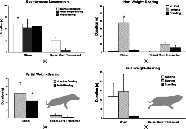 Duration of spontaneous locomotion in the open field by sham and spinal cord transected female P10 rats. (a) Spinal cord transected rats (n = 8) showed significantly less overall spontaneous non- and partial weight-bearing locomotion compared to sham rats (n = 8). (b) Within the category of non-weight-bearing behavior, spinal cord transected rats showed significantly less pivoting compared to shams. (c) For partial weight-bearing, both hindlimb (HL)-active crawling and rearing were significantly reduced in spinal cord transected rats. The cartoon illustrates an example of partial weight-bearing of the hindlimbs, in this case hindlimb-active crawling (belly is on the floor). (d) For full weight-bearing activity, only sham rats showed any behaviors in this category, including walking (six out of eight subjects). The cartoon shows an example of walking, whereby the hindlimbs are clearly underneath the pups and the belly is off the floor. Bars show group mean durations; vertical lines show SEM. *p < 0.05.