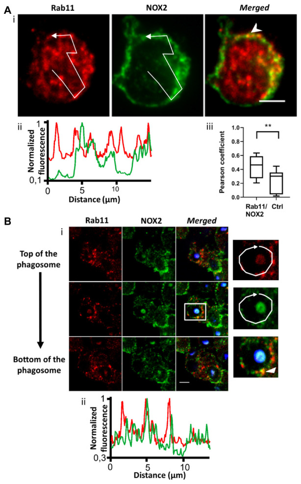 FIGURE 3