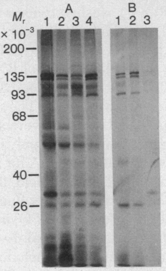 graphic file with name pnas00032-0186-a.jpg