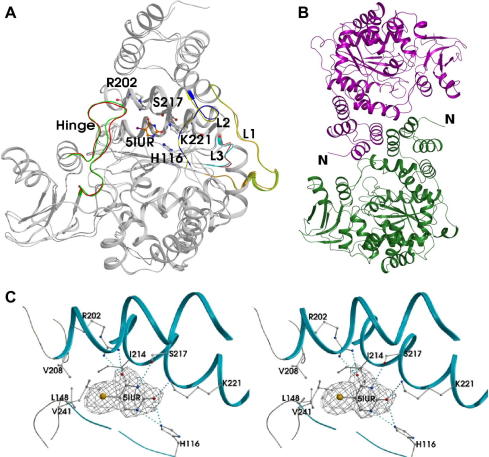 Fig. 1