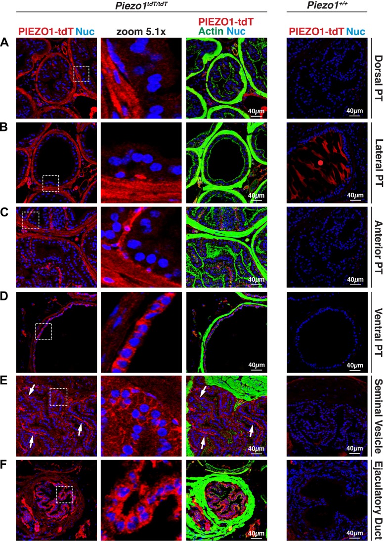 Fig. 9.