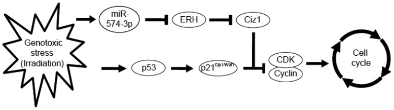 Figure 9.