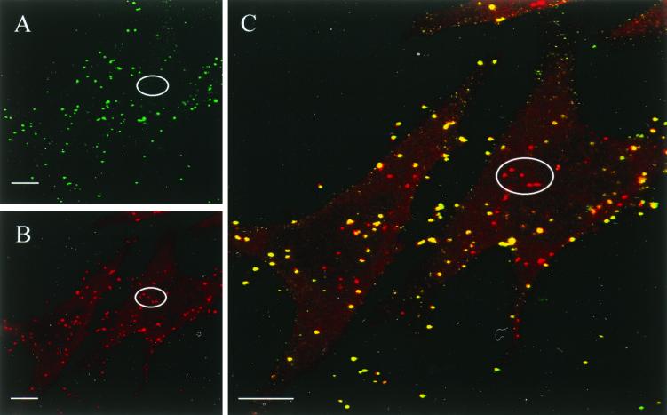 FIG. 1