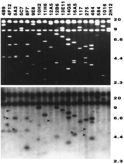 FIG. 1