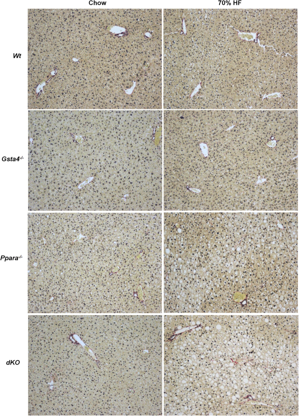 Supplemental Figure S1