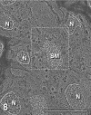 Fig. 8