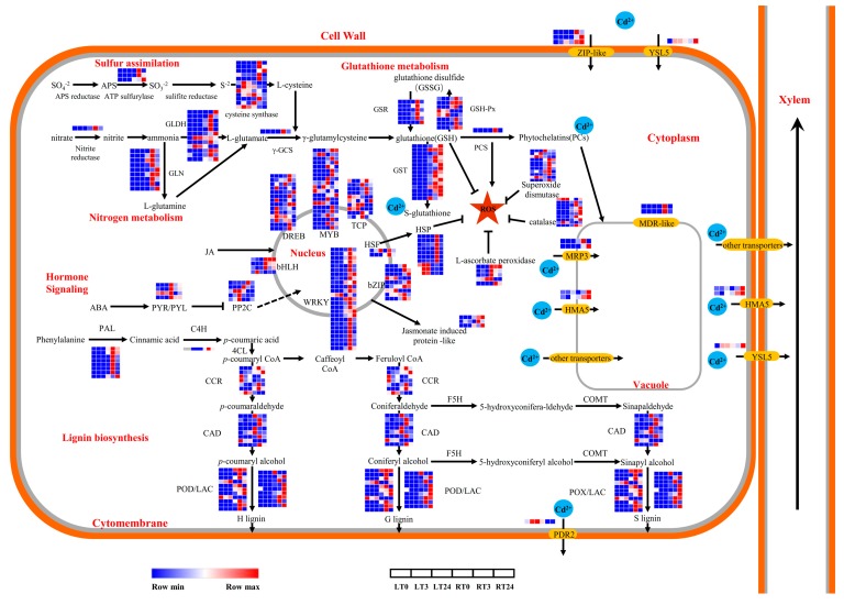 Figure 7