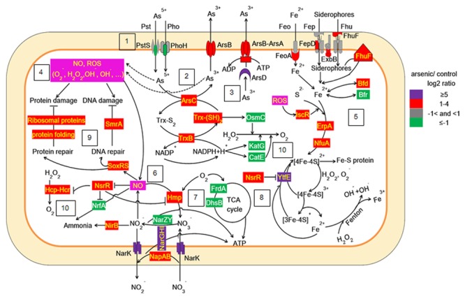 FIGURE 5