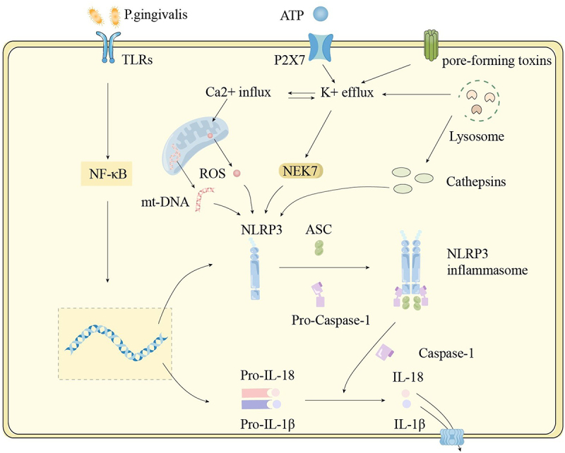 Figure 1.