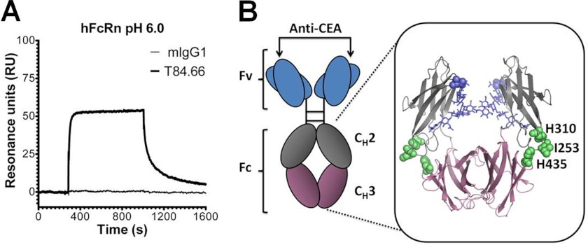 FIGURE 1.