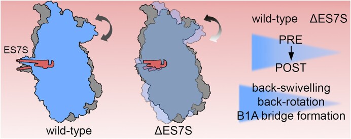 Graphical Abstract