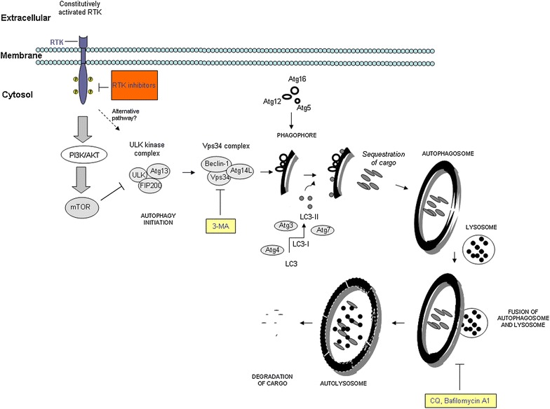 Fig. 2