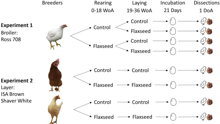 FIGURE 1