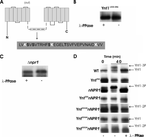 FIGURE 2.