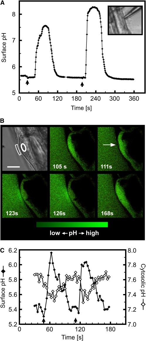 Figure 3.