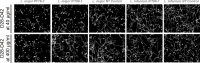 Figure 4—figure supplement 2.