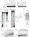 Figure 6 (See previous page).