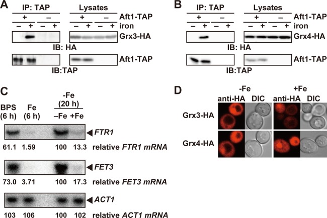 Fig 5