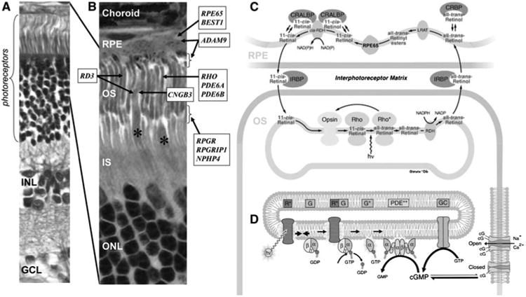 Fig. 2