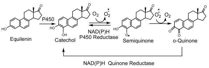 Scheme 5