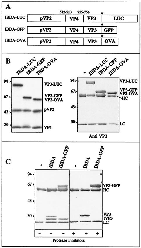 FIG. 1.