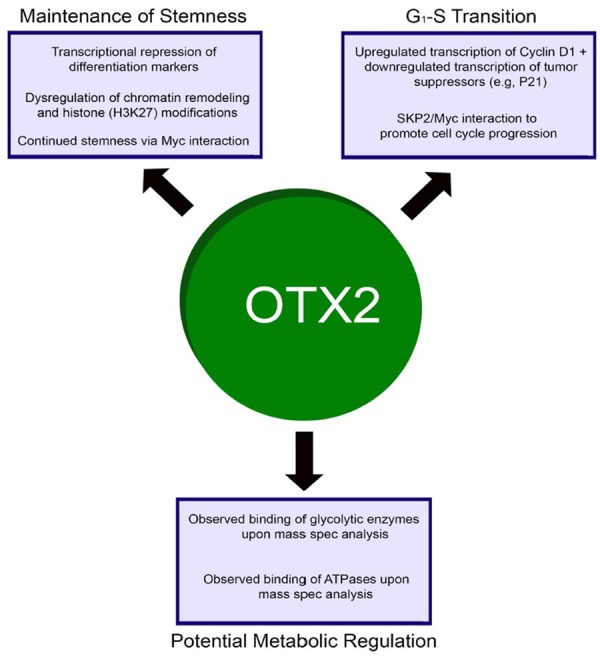 OTX2 expression contributes to proliferation and progression in Myc ...