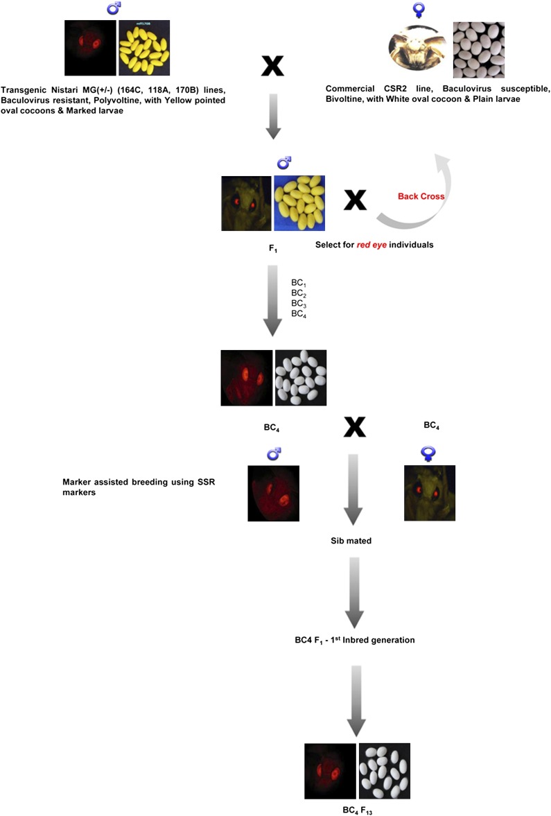 Figure 5 