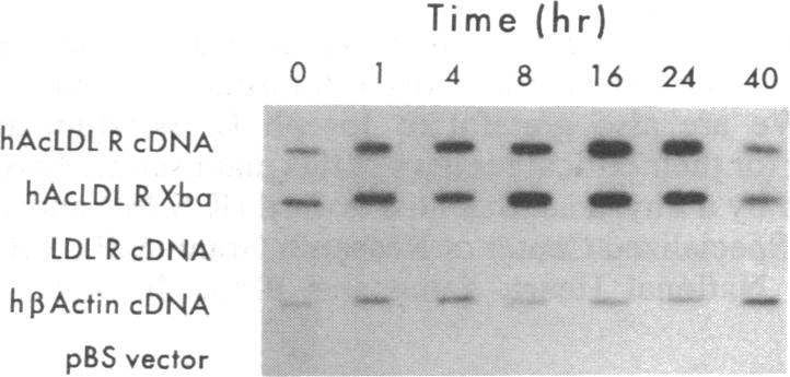 graphic file with name pnas01091-0265-b.jpg