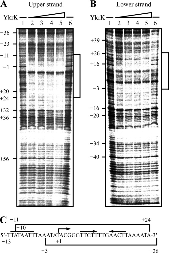 Fig 5