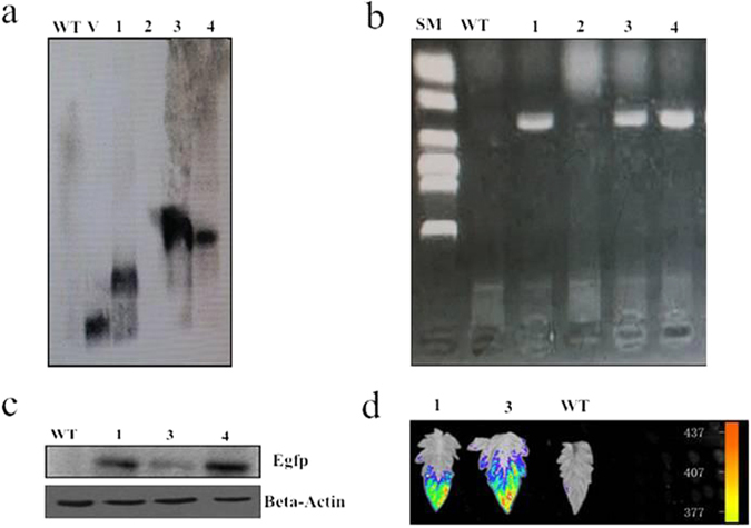 Figure 5