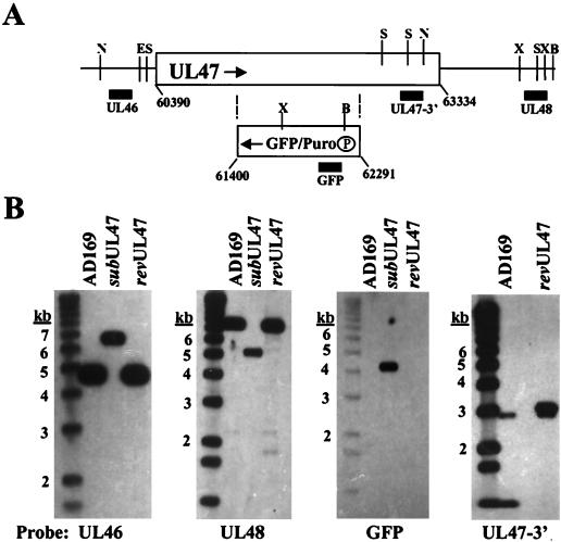 FIG. 1.