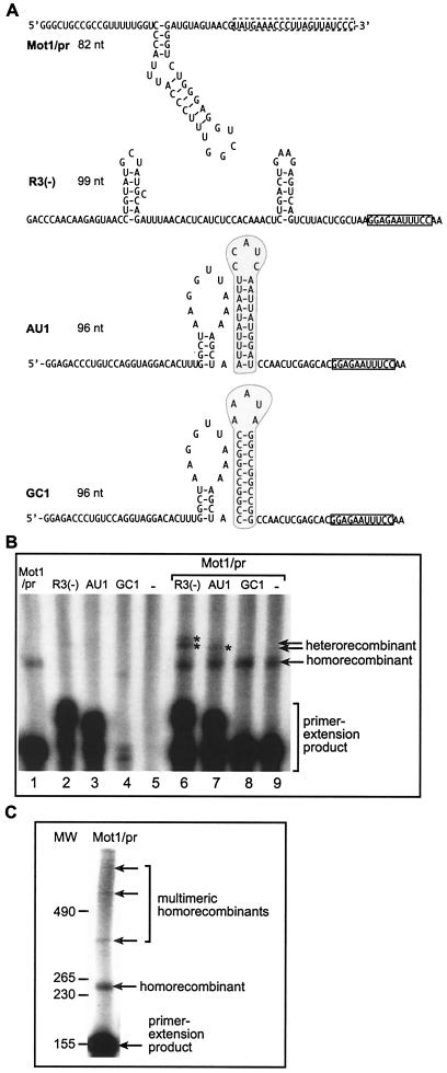 FIG. 1.