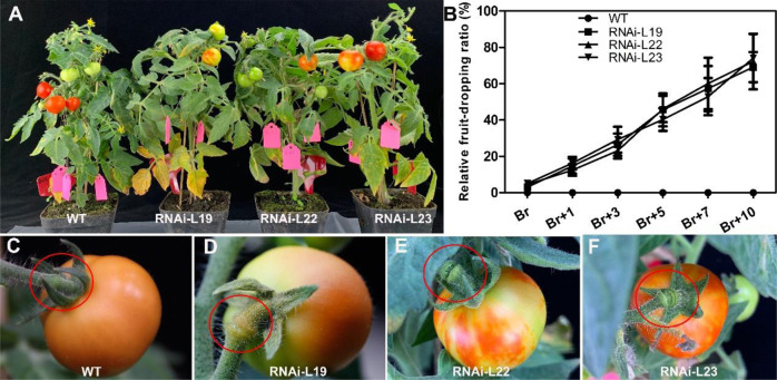 Fig. 4