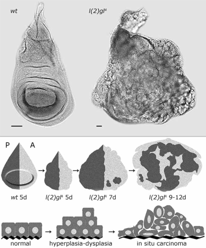 Fig. (1)