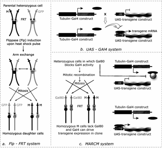 Fig. (4)