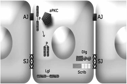 Fig. (2)