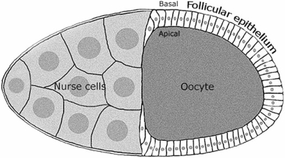 Fig. (5)