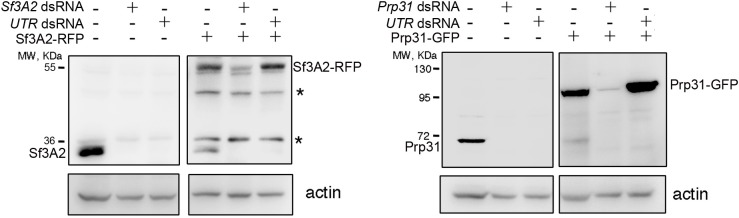 Figure 1—figure supplement 3.